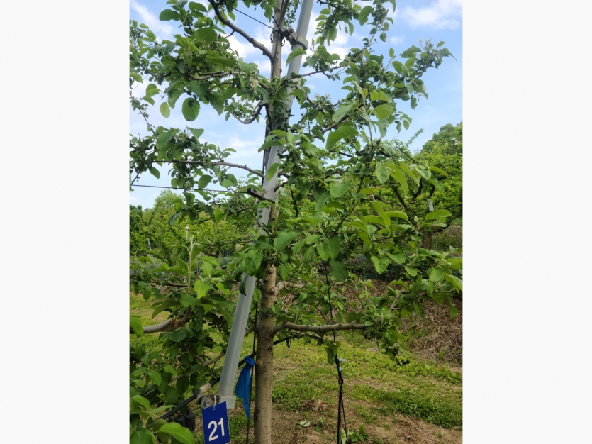 file_21