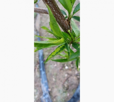 file_11