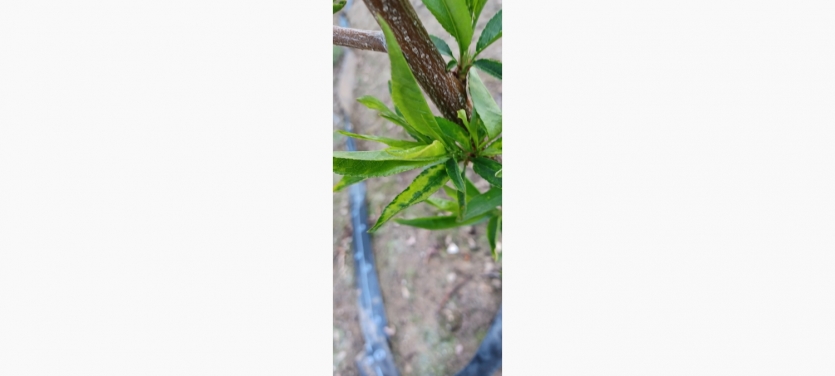 file_11