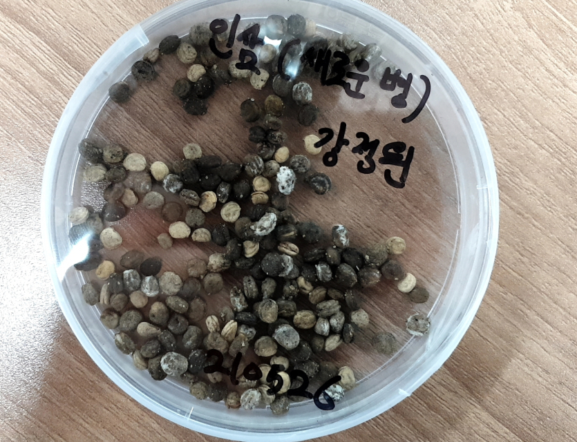 새롭게 구입한 인삼 종자 겉에 생긴 병입니다. 처음 보는 형태입니다.