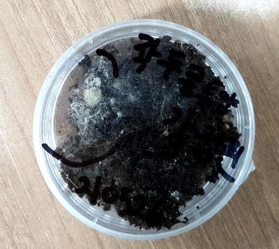 작두콩 토양 위에 생긴 병입니다.