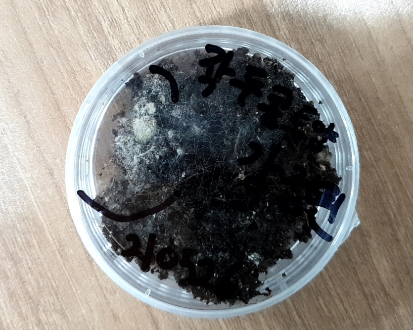 작두콩 토양 위에 생긴 병입니다.