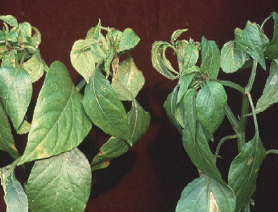 상위 잎 위축 및 갈변