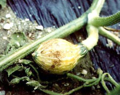 낙과 직전의 과실