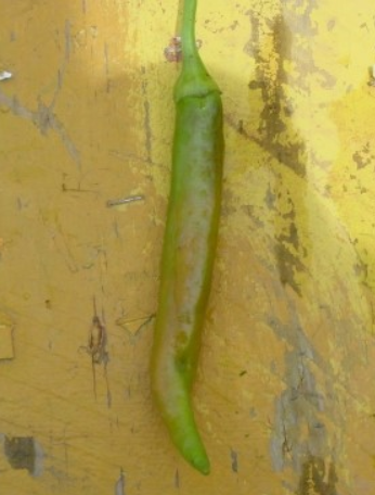 열매 꼭지 및 표면 갈변 증상