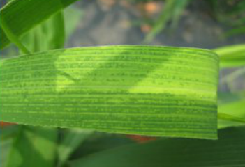 조 줄무늬잎마름병 잎 병징