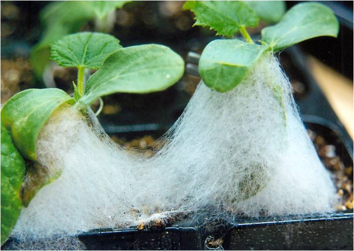 호박 잎자루에 발생한 무름병