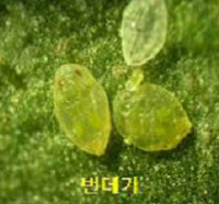 번데기
