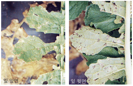 잎의 병징