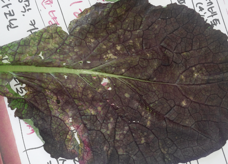 잎의 병징