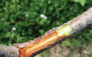 가지의 병징(갈색으로 변색 및 병반부 건전부 경계 뚜렷)