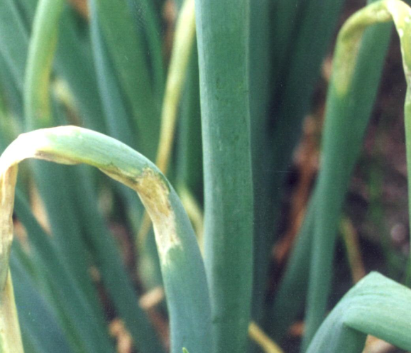 잎의 병징