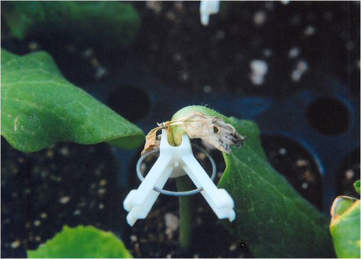 호박에 심하게 발생한 무름병 병징