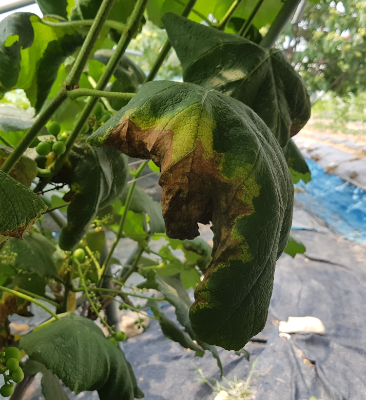 황화 및 괴사 증상