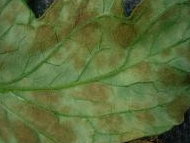 초기 병징(뒷면)