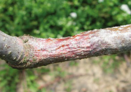 가지의 병징(갈색으로 변색 및 병반부 건전부 경계 뚜렷)