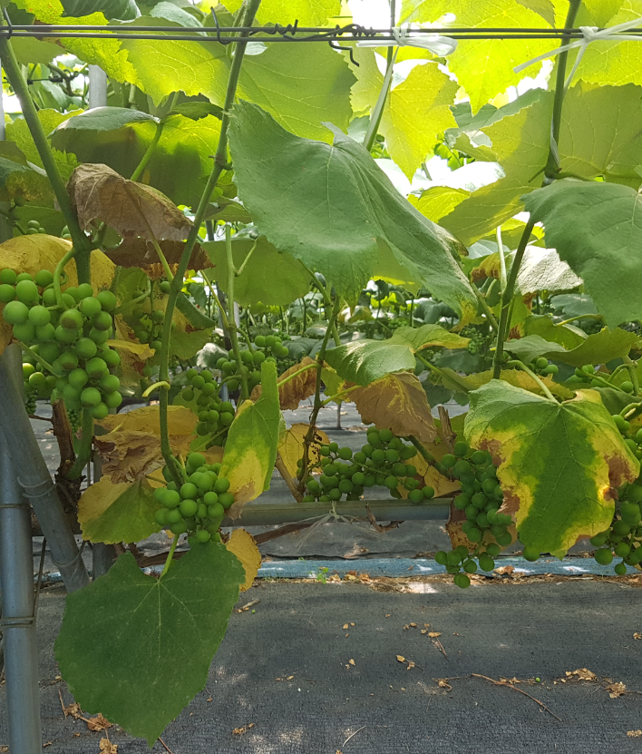 황화 및 괴사 증상