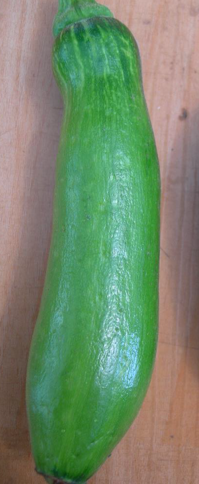 호박 CMV 과실 병징