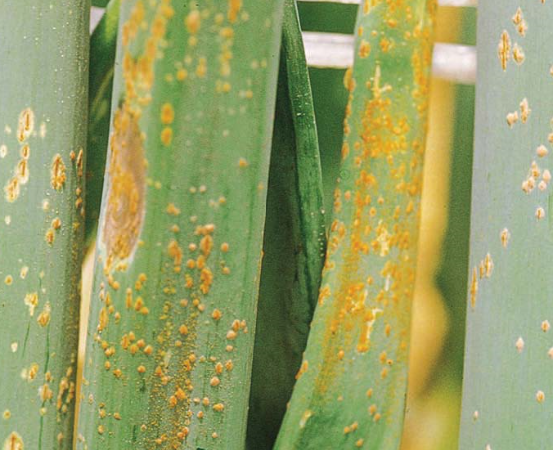 잎의 병징