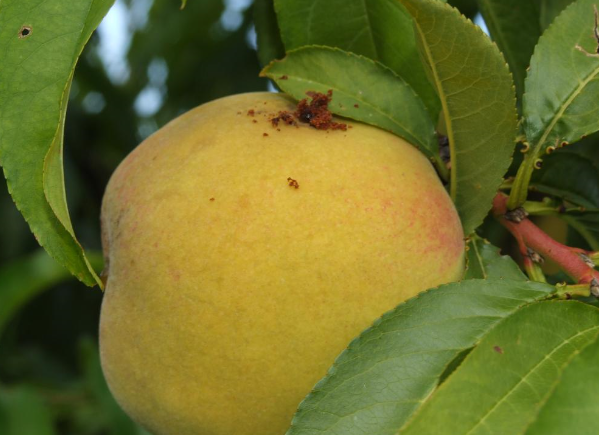 과실 밖으로 배설물 배출