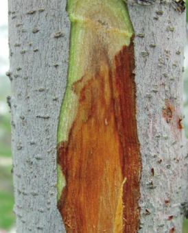 원줄기 병징(부풀어 오르고 갈색으로 변색 및 진물) 