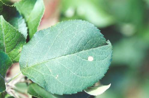 잎의 병징