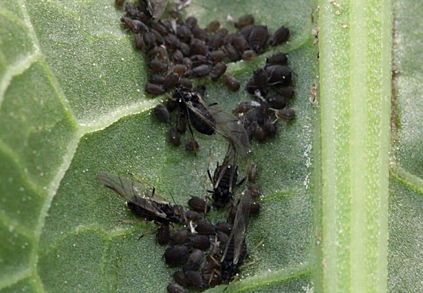 성충과 약충(몸색이 다양함)