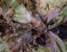 상추 지제부 흰 균사 및 균핵 형성(2)