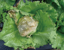 양상추 잎의 병징