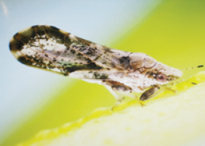 매개충 귤나무이 성충