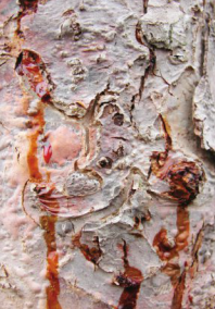 원줄기 병징(부풀어 오르고 갈색으로 변색 및 진물) 