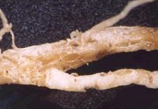 유충의 뿌리피해