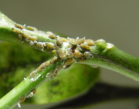 매개충 귤나무이 약충