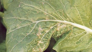 잎의 병징