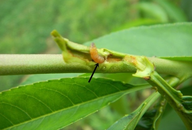 피해 신초 내부의 유충