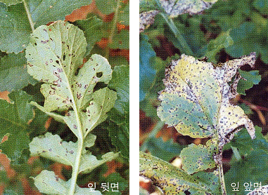 잎의 병징