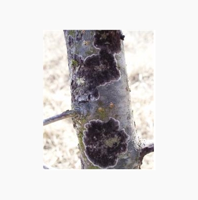 가지의 병징(잿빛고약병)