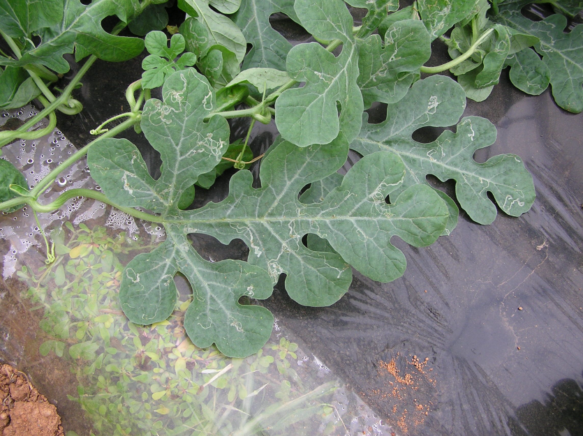 잎의 굴 피해 증상