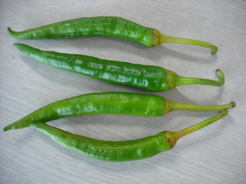 고온과 수분 스트레스에 의한 꼭지갈변 후 낙과