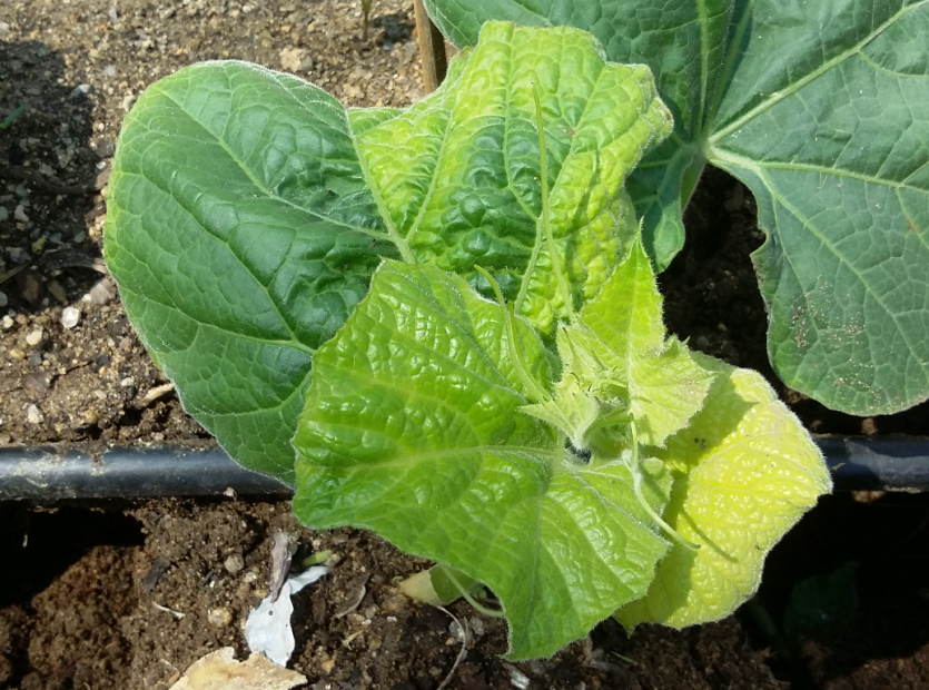 신초 황화 증상