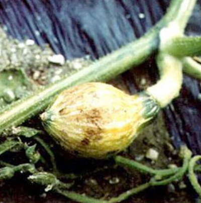 낙과 직전의 과실