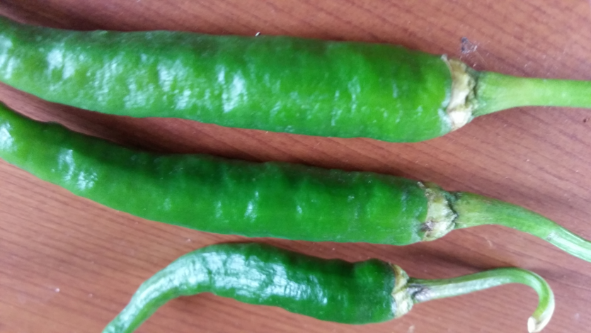 고온과 수분 스트레스에 의한 꼭지갈변 후 낙과