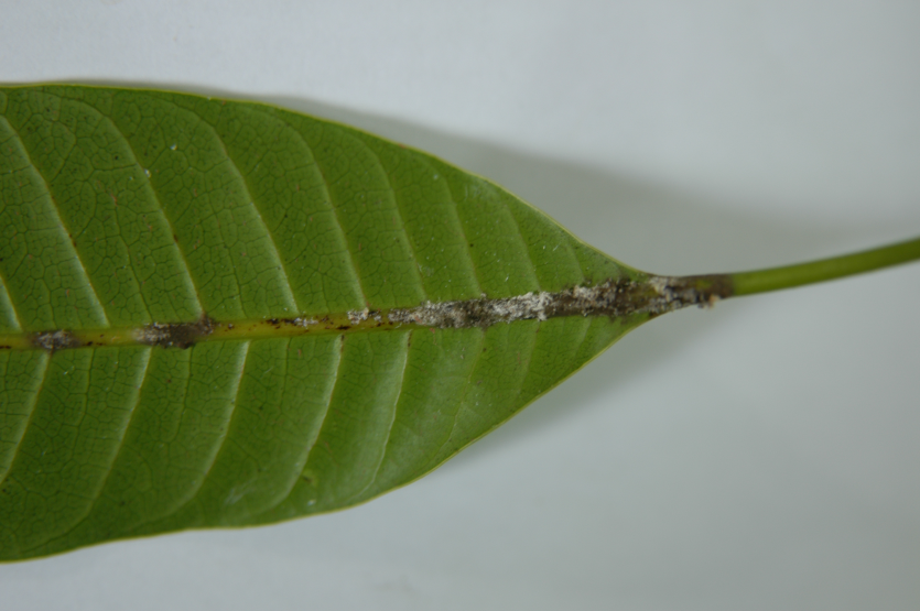 잎의 엽맥 흑변