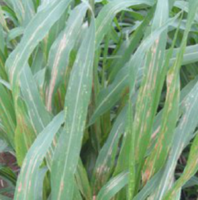 기장 세균줄무늬병 피해 증상