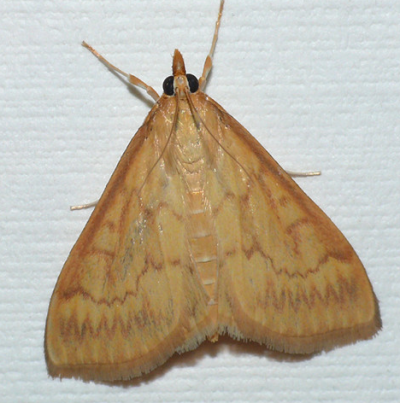 조명나방 암컷 성충