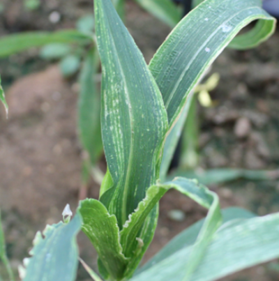 기장 오갈병 피해 증상