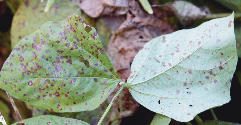 녹두 탄저병 잎 병징 2