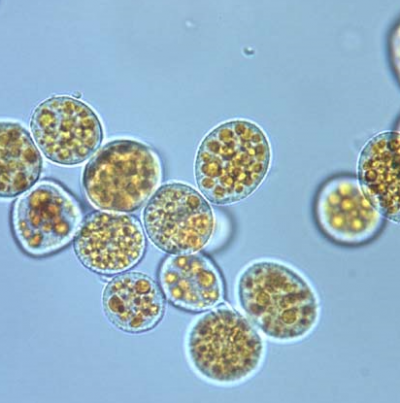 귀리 줄녹병 하포자