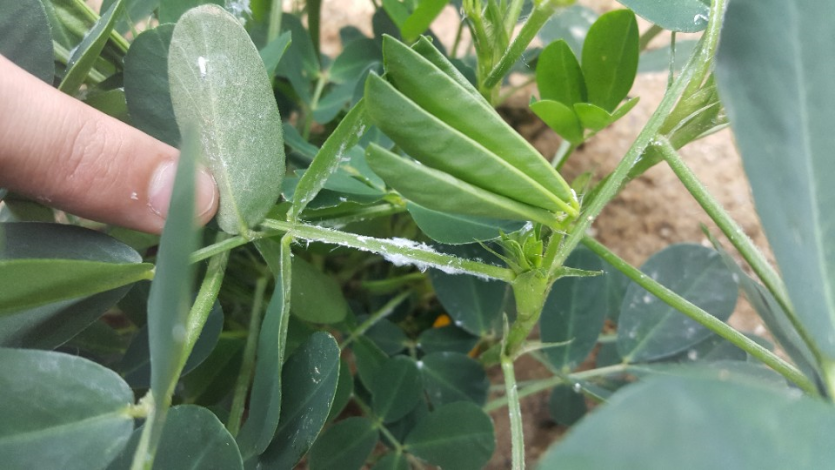 미국선녀벌레 피해 증상