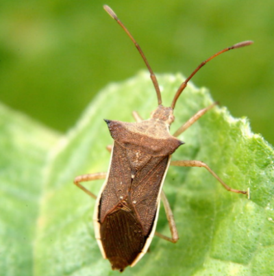 시골가시허리노린재 성충